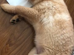 -致善宠物医院(体育路店)