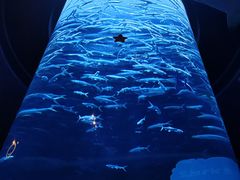 -香港海洋公园