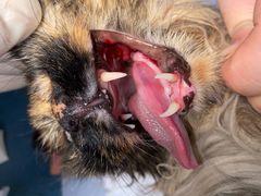 -萌兽医馆·犬猫专科·眼科中心·宠物医院(朝阳门分院)