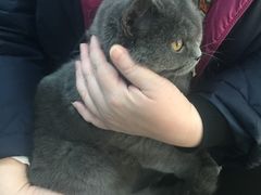 -瑞派·关忠动物医院·猫专科·犬专科(三环新城店)