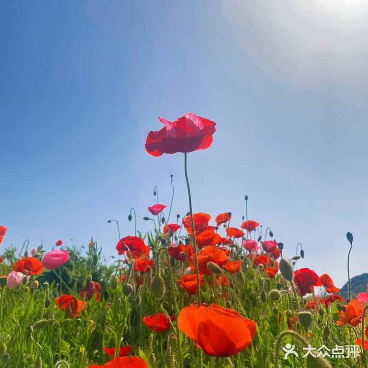 避开人潮享花海私景｜杭州超小众美照天堂