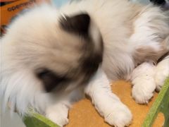 -平行世界·猫咖(首经贸店)