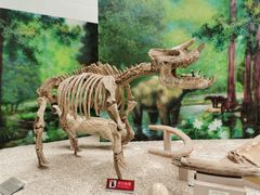 -中国地质大学逸夫博物馆