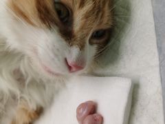 -安安宠医·臻爱宠物医院·宠保定点(营门口路分院)