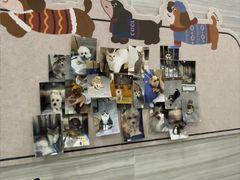 -瑞派名望志远动物医院·猫科·內科·异宠专科(直港大道店)