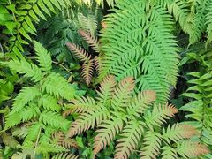 -国家植物园南园