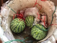 -南汇新场正宗水蜜桃采摘