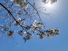 -武汉大学-樱园