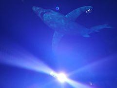 -青岛嘉年华主题乐园