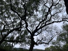 -普陀山风景名胜区-法雨禅寺