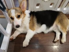 大家姐烧卖-柯斗斗主题餐厅·狗咖·围炉煮茶·茶饮(国瑞升平里店)