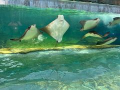 -新加坡水上探险乐园