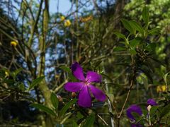 -南宁良凤江国家森林公园