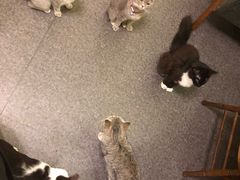 -猫色咖啡·猫咖