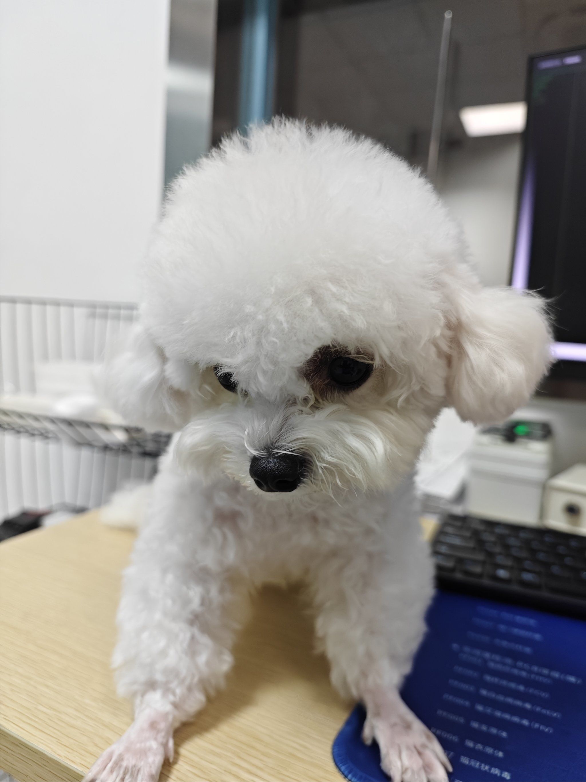 比熊犬性情开朗,活泼,聪明,勇敢,机警