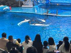 -海合安成都极地海洋公园