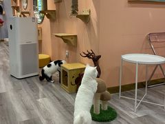 -BABIT巴比特宠物(MOMOPARK店)