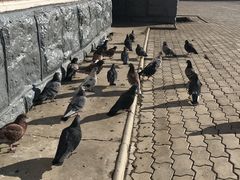 -布拉戈维申斯克