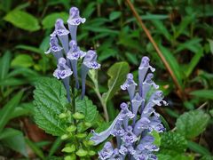 -杭州半山国家森林公园