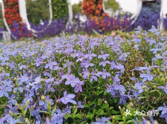 春天来了，花儿开了，我们要出去走动走动辣