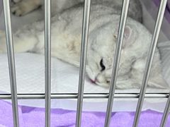 -中农国际动物医院24小时·猫科·骨科·急重症中心