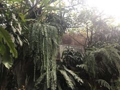 -Fern Forest Cafe
