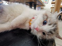-平行世界·猫咖(首经贸店)