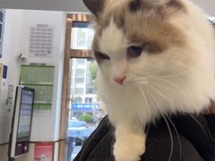 -宠颐生宠物医院·心肾内科·猫专科诊疗中心宠巢店