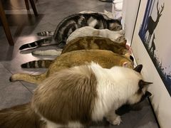 -咖法森林·咖啡  酒吧(天河店)