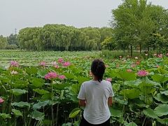 -东郊湿地公园