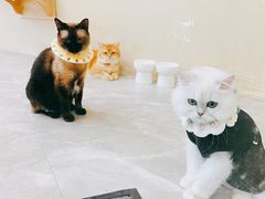 -猫力发电所·宠物专门店