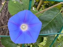 -意大利农场度假村