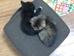 -平行世界·猫咖(首经贸店)