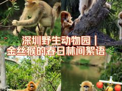 -深圳野生动物园