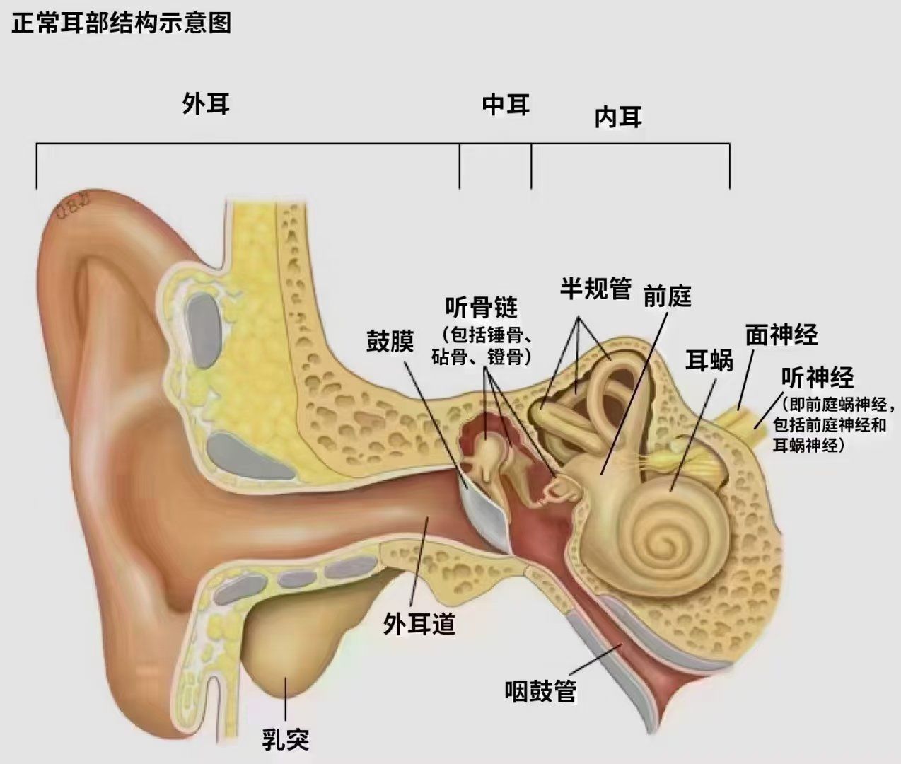 按压耳朵养五脏;
第三:揉耳朵外缘,强健四肢;
第四:掐耳朵三角区