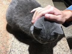 -more than meow吴止猫主题餐厅(承德 中船汇店)