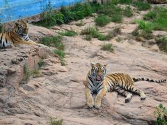 -西霞口神雕山野生动物世界