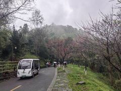 -都江堰中华大熊猫苑