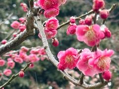 -红梅公园