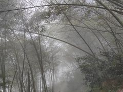 -长沙黑麋峰国家森林公园