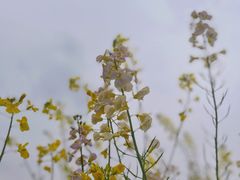 -广富林郊野公园