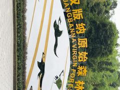 -西双版纳原始森林公园