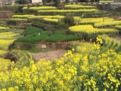 iphone_upload_pic-桑洲油菜花景区