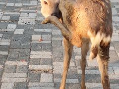 -长白岛森林公园