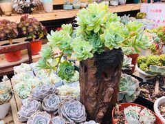 -满天星花园