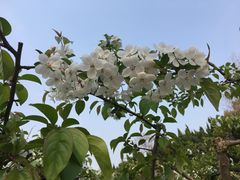 -嘉定紫藤园
