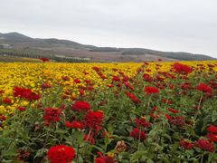 -莲花山花海