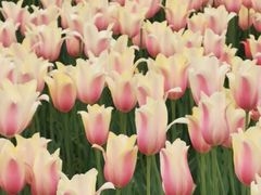 -长春公园(普阳街道)