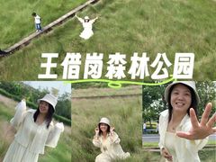 -王借岗森林公园