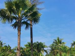 -中国科学院西双版纳热带植物园